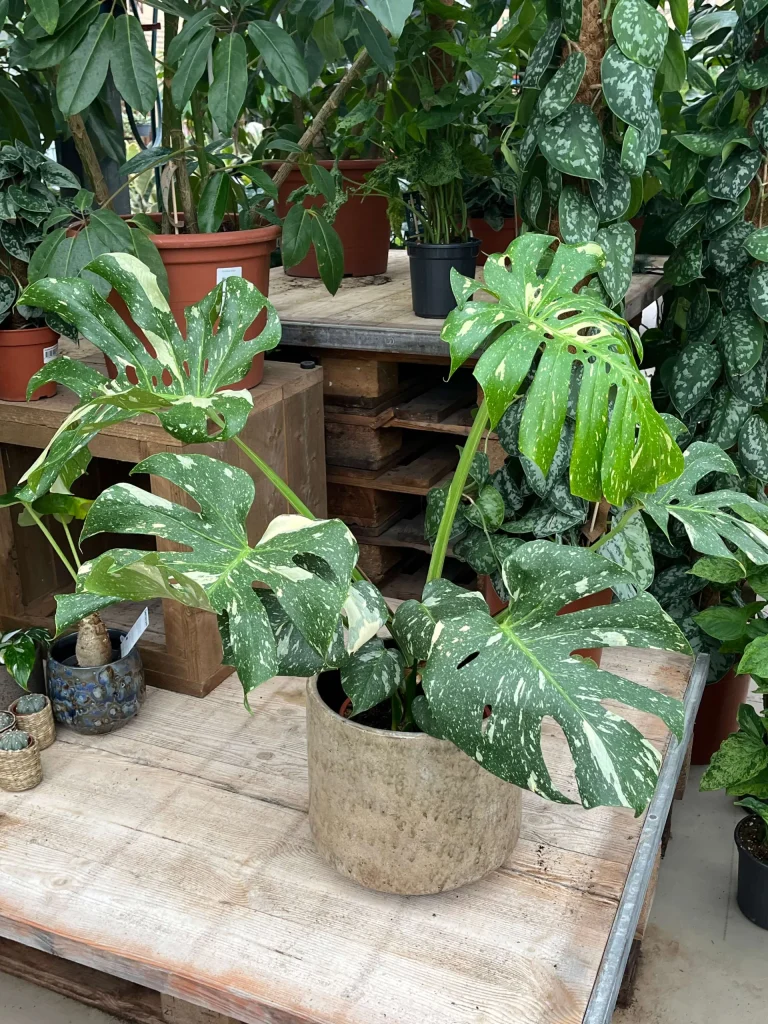 Monstera Thai Constellation - kamerplanten