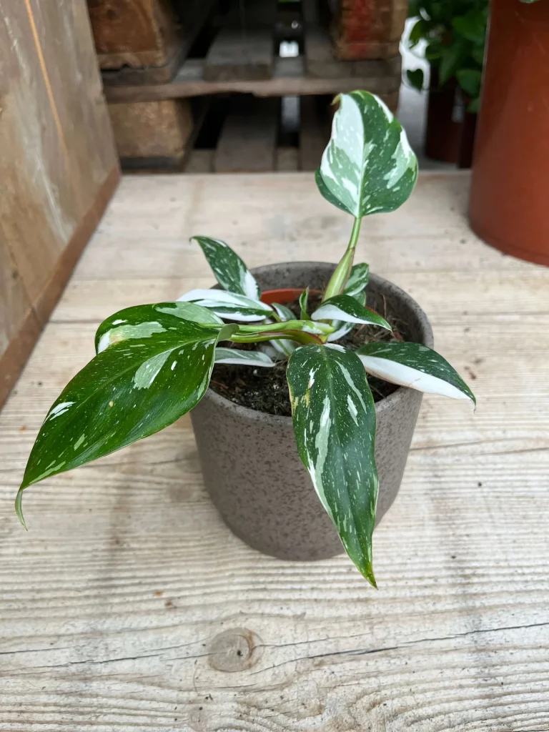 Philodendron White Princess kamerplant