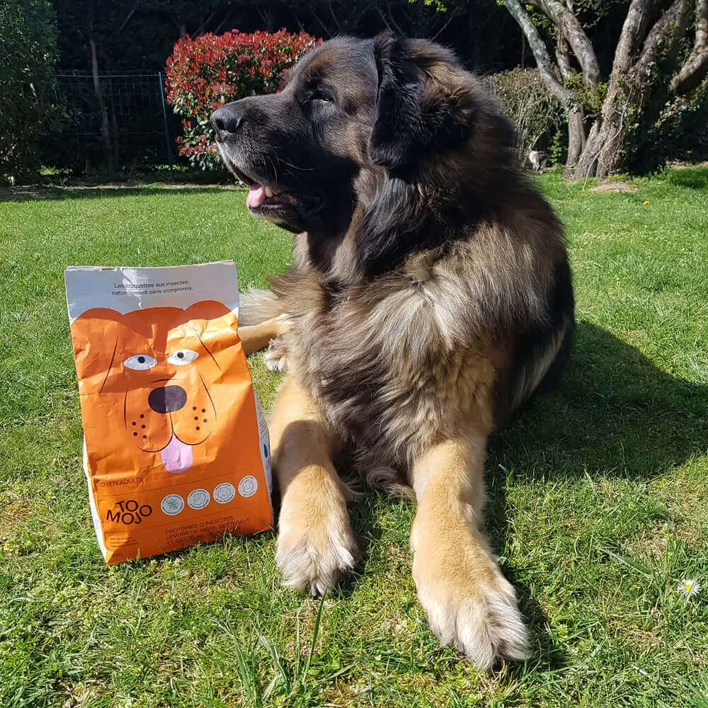 Tomojo hondenbrokken liggen bij hond op gazon