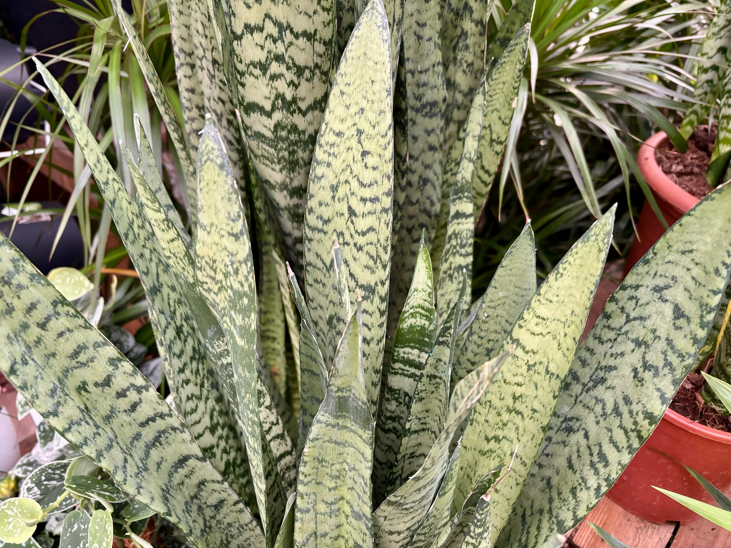 Sansevieria kamerplant in tuincentrum Steck in Utrecht