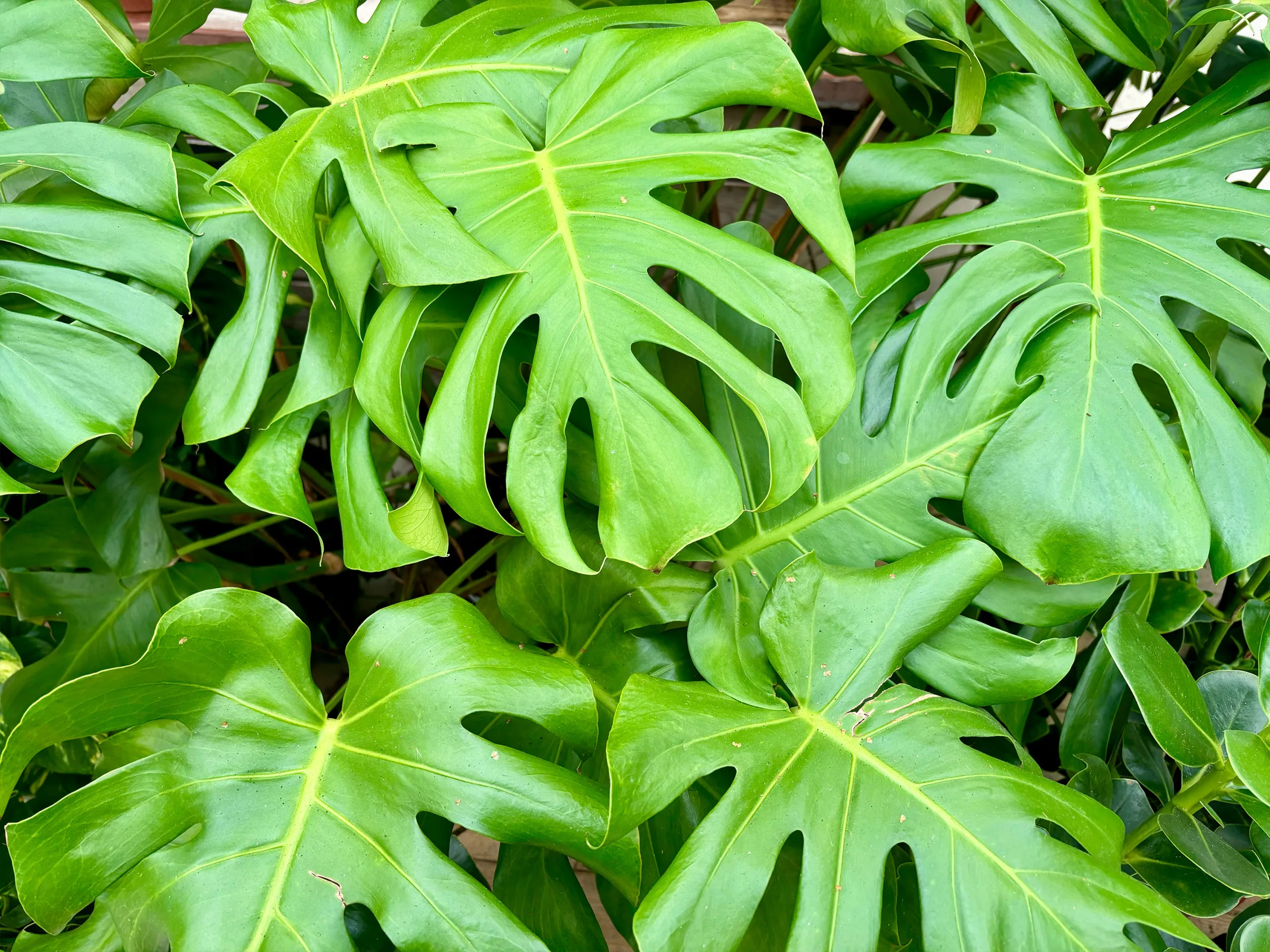 Monstera Deliciosa op de kamerplantenafdeling van tuincentrum Steck in Utrecht Overvecht