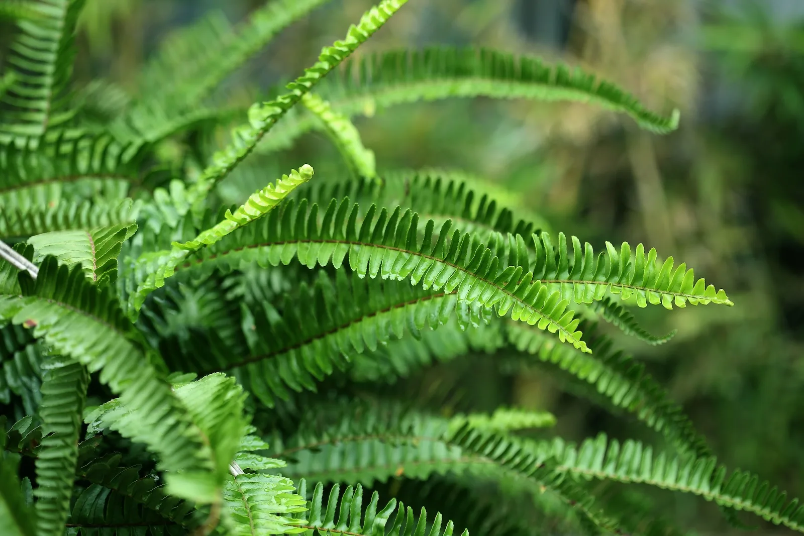 krulvaren tussen andere kamerplanten