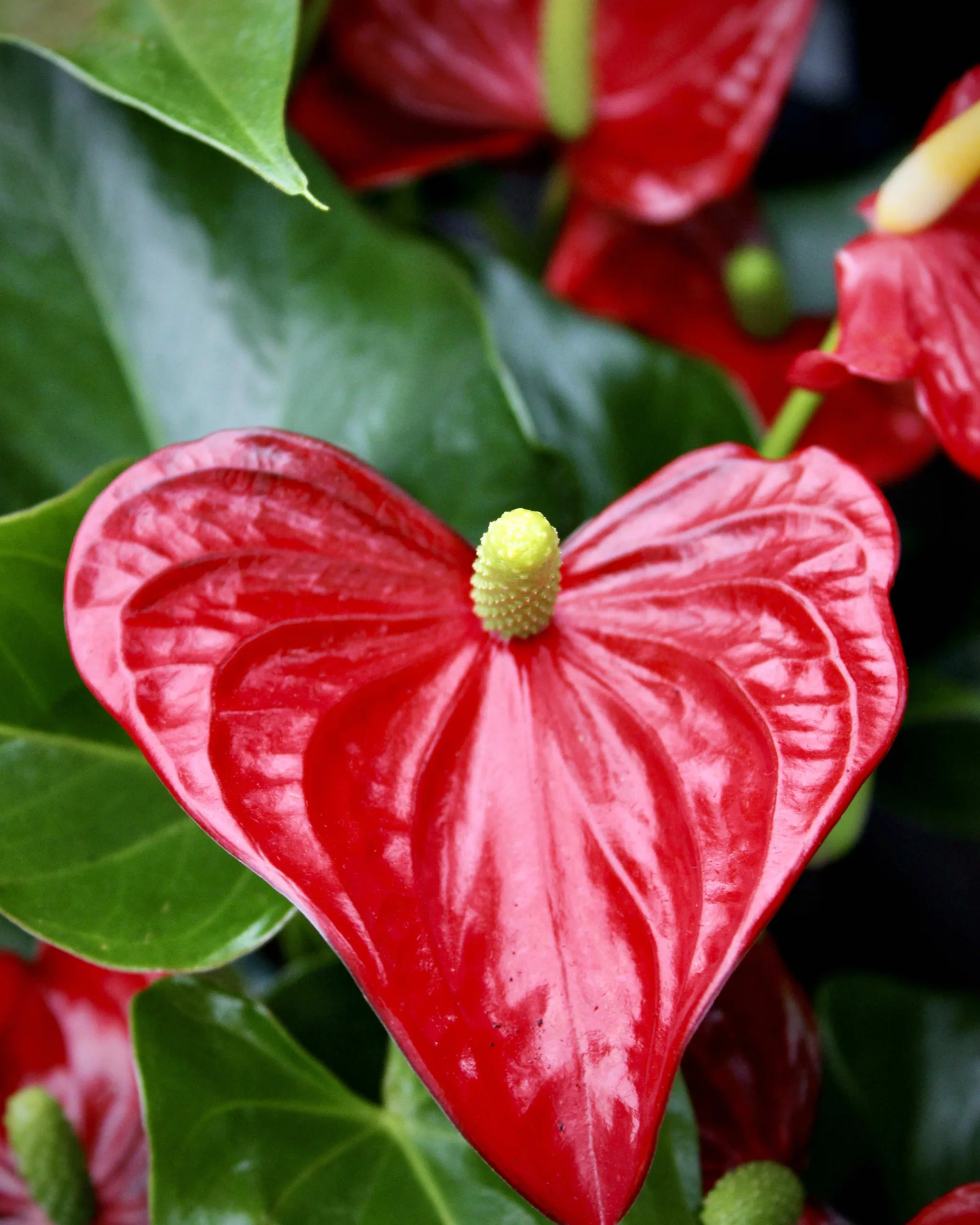 Anthurium rood Kamerplant bij Steck