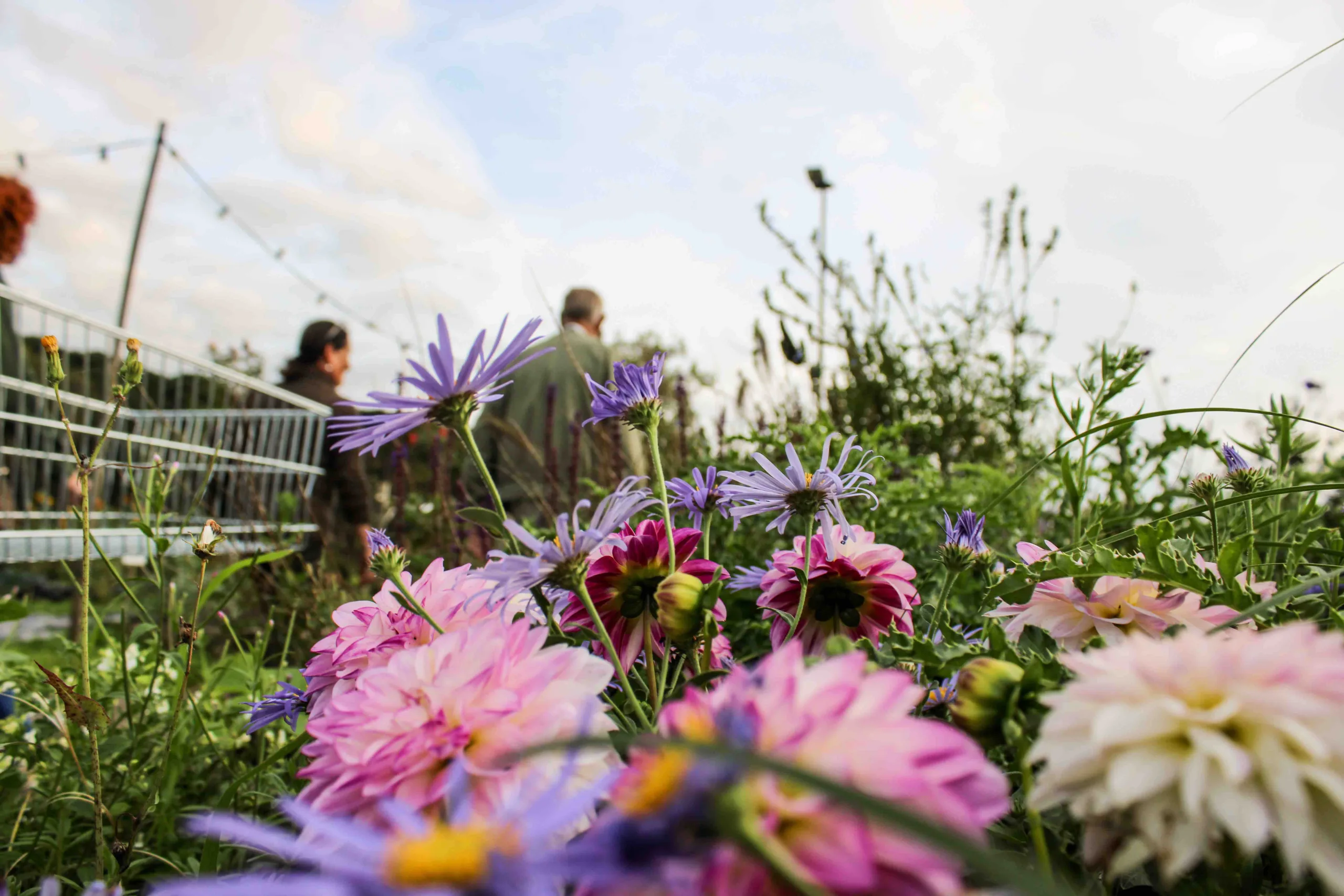 Op de voorgrond zijn bloemen te zien die natuurlijk groeien, op de achtergrond klanten van tuincentrum Steck met een winkelkarretje