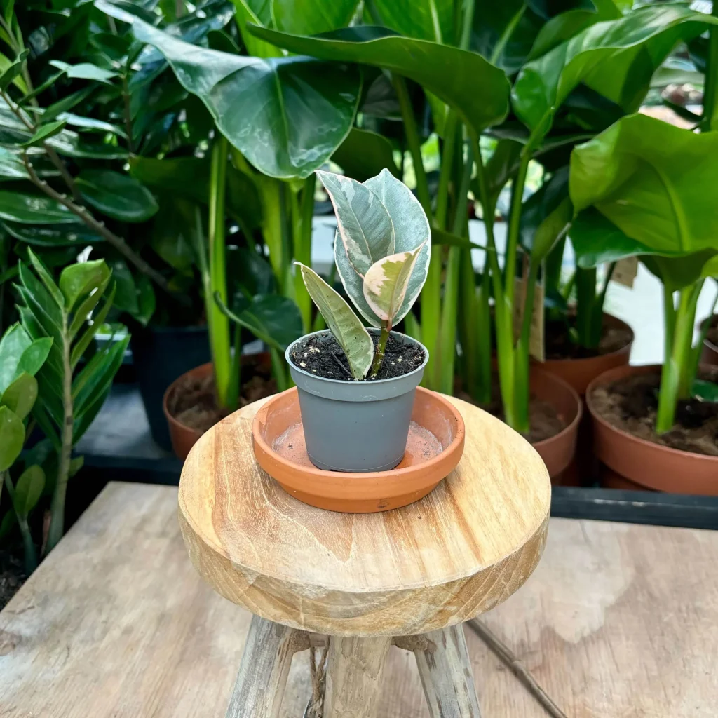 Ficus Elastica - plantenchallenge Steck Rocket