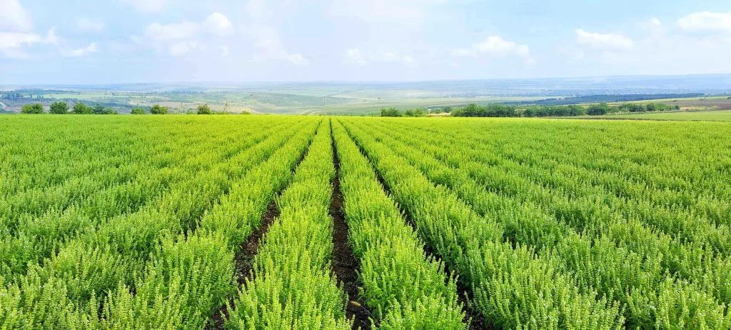 Basilicum veld van De Bolster in Moldavië