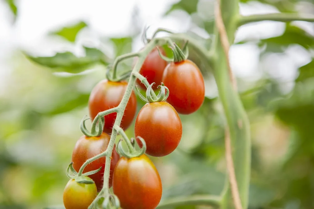 Kerstomaten aan een plant