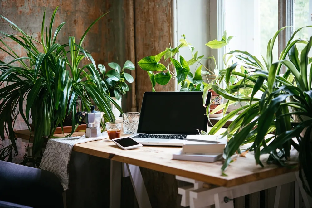 Een houten bureau in een kantoor, met daarop veel kamerplanten en werkspullen zoals een laptop en een telefoon.