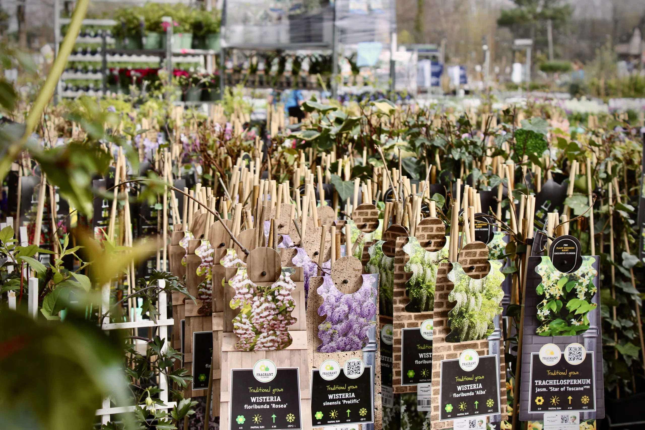 Klimplanten van Kwekerij Van Der Starre bij Steck in Utrecht