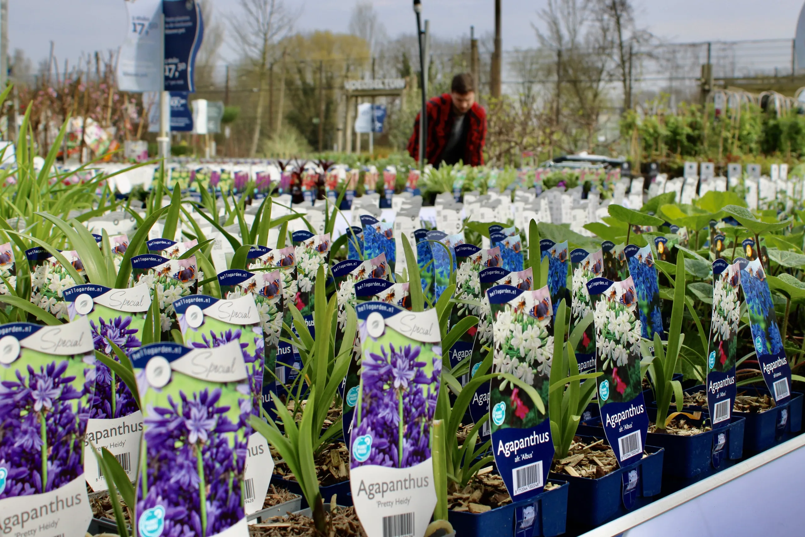 Vaste planten van Hello Garden bij Steck in Utrecht