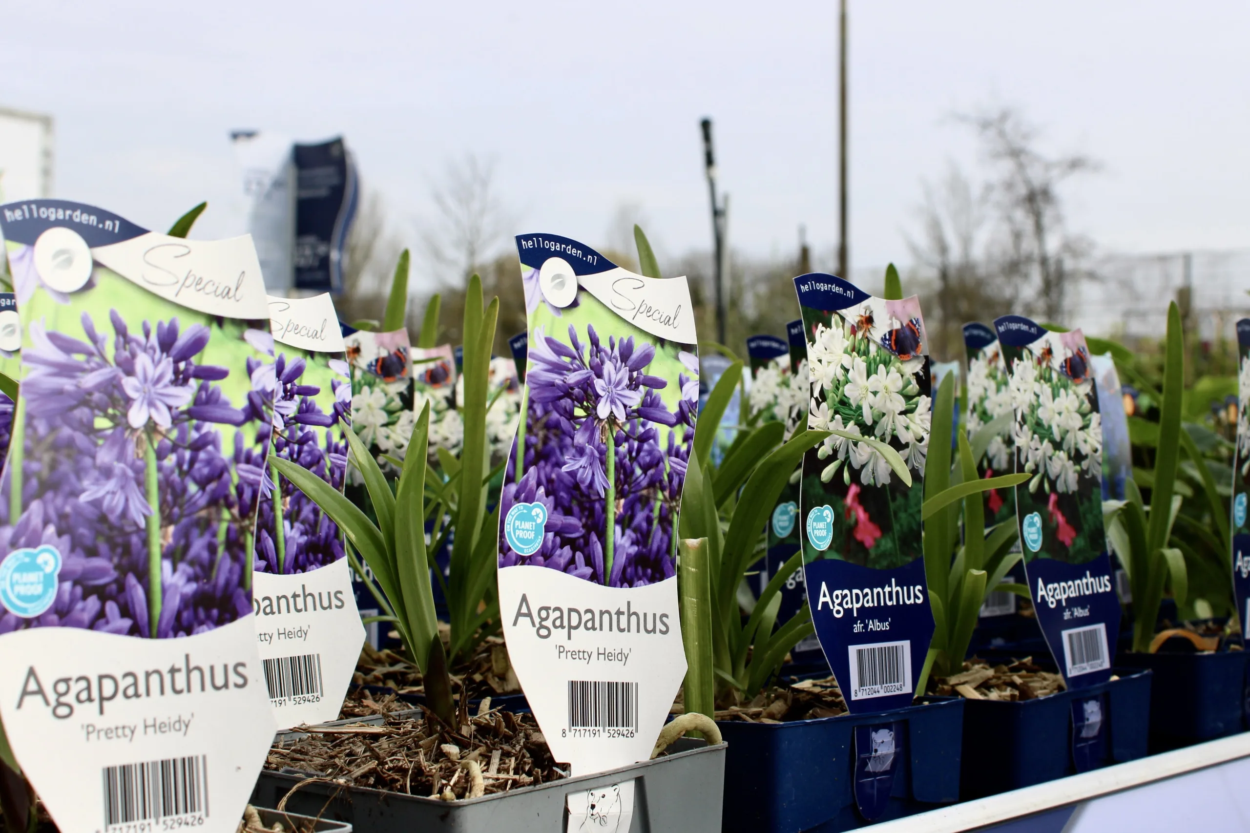 Verschillende planten van Hello Garden bij Steck in Utrecht