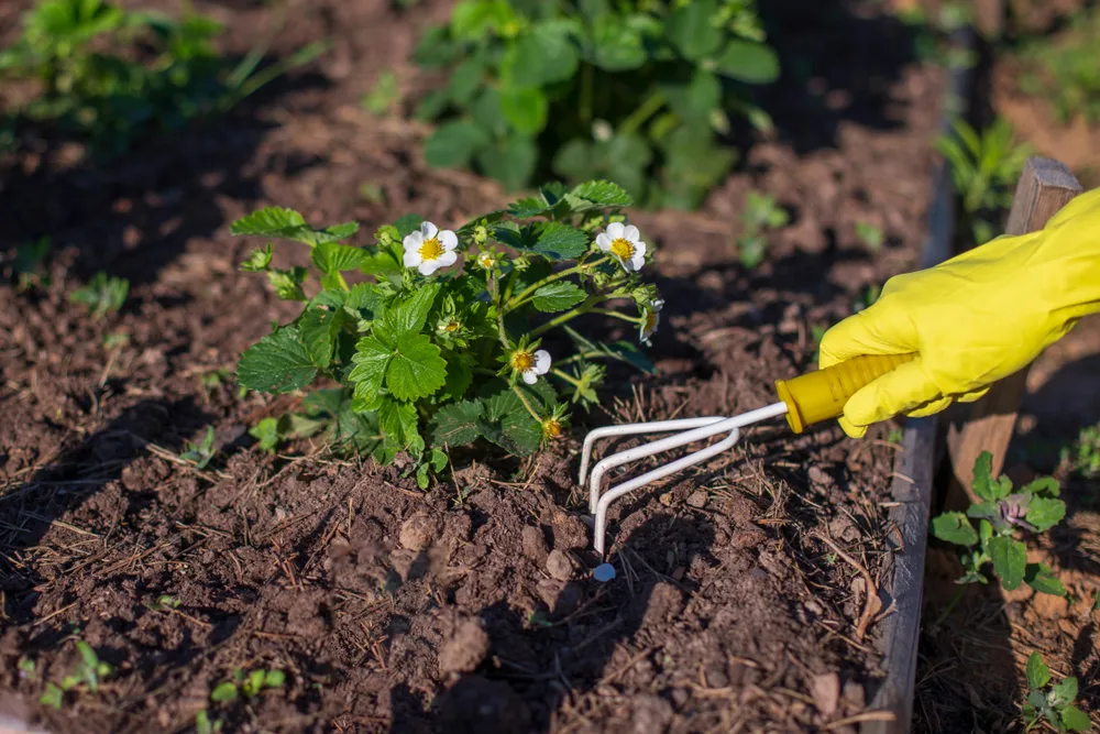 Een heldere, zonnige afbeelding van een tuinbed met een hand in een gele tuinhandschoen die een kleine witte handhark vasthoudt. De hark wordt gebruikt om de rijke, donkerbruine aarde rond een bloeiend aardbeienplantje te cultiveren. De aardbeienplant heeft verse groene bladeren en witte bloemen met gele centra. Het beeld legt een moment van tuinonderhoud vast en toont een zorgzame interactie met de groeiende plant. Het tuinbed wordt begrensd door houten planken, wat duidt op een georganiseerde en verzorgde moestuin.