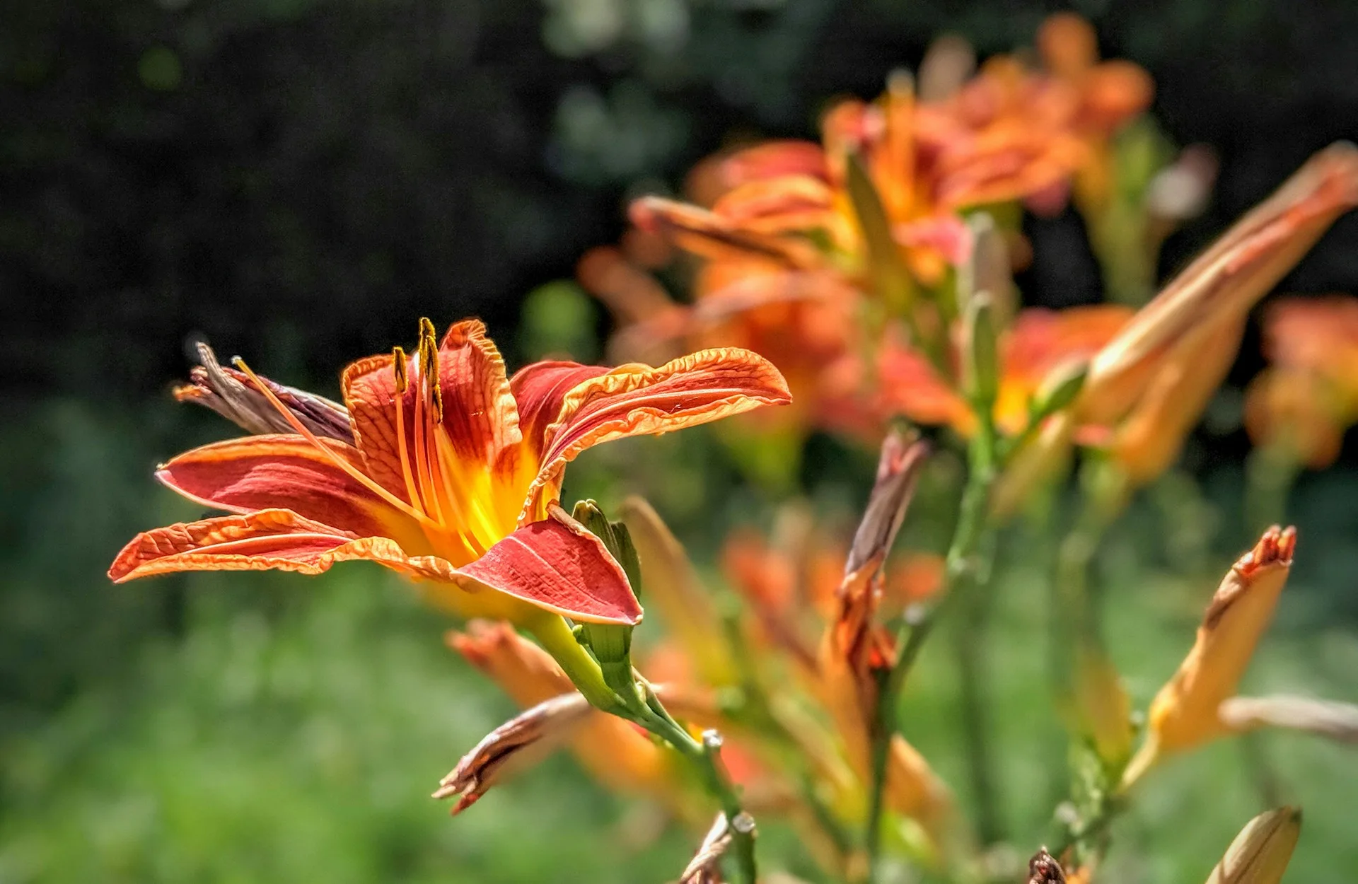 Een gedetailleerde close-up van oranje daglelies die schitteren in het zonlicht, met een zachtfocusachtergrond die meer bloeiende daglelies laat zien. De voorste bloem staat centraal met prominente gele en roodbruine tinten en uitgespreide bloemblaadjes die de complexe structuren binnenin onthullen, zoals de lange, donkere meeldraden die boven het levendige centrum uitsteken. De foto straalt een zomerse sfeer uit en legt de schoonheid vast van deze opvallende bloemen die vaak in tuinen te vinden zijn.