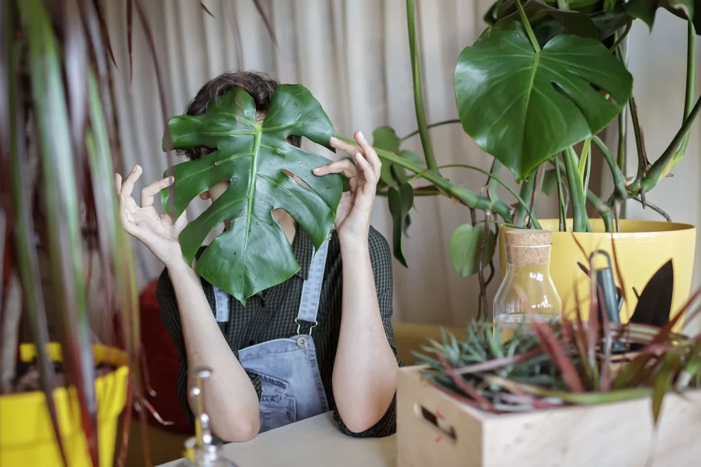 Op een tafel staat een Monstera Deliciosa, een meisje dat in een tuinbroek aan tafel zit houdt een blad voor haar gezicht