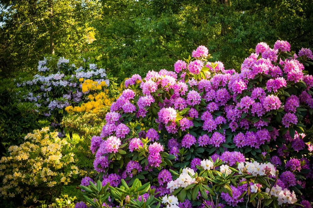 Een weelderige verzameling rhododendronstruiken in volle bloei, met een scala aan kleuren van diep paars en lila tot zachtgeel en wit. De bloemen zijn dicht opeengepakt en vormen een levendig, kleurrijk tafereel. Ze worden verlicht door de zachte stralen van de zon, die door de bladeren van de bomen erachter schijnen, waardoor sommige bloemen lijken op te lichten. De diversiteit aan kleuren en de overvloed aan bloemen maken de afbeelding tot een feest voor het oog en stralen de rijkdom uit van een zure bodem tuin in het late voorjaar of de vroege zomer.