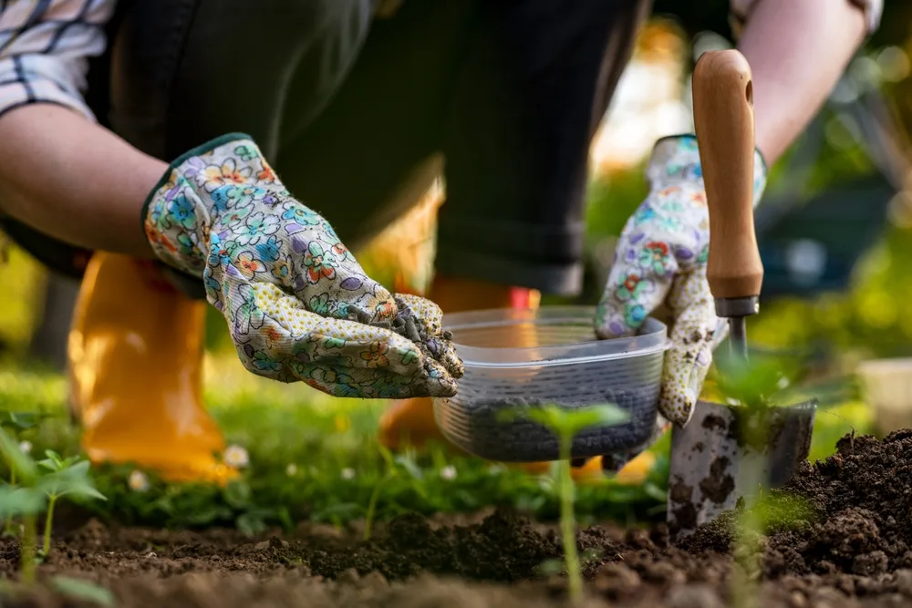 Een tuinier in actie, vastgelegd vanaf de taille naar beneden, terwijl ze zittend op de hielen geconcentreerd werken met kleurrijke, bloemenprint tuinhandschoenen aan. Ze houden een open zak met meststof vast, en strooit het uit op de donkere aarde. Een tuinschepje met een houten handvat is geplant in de grond naast hen. De achtergrond is onscherp, met hints van een weelderige tuin. De scène benadrukt tuinverzorging en de introductie van voedingsstoffen in de bodem, waarbij de aandacht uitgaat naar de handen en de taak die wordt uitgevoerd.