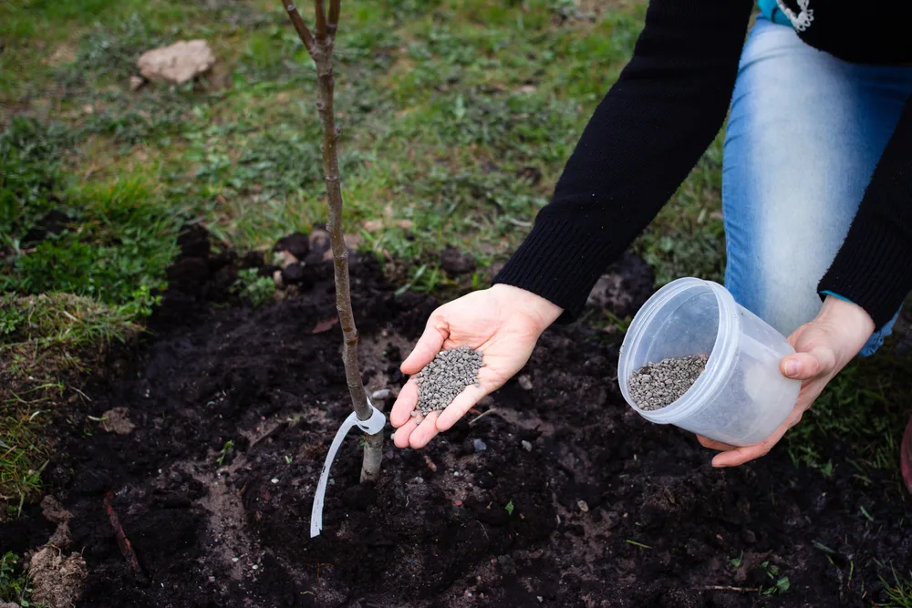 Een persoon in een tuin knielt neer en strooit zorgvuldig grijze meststofkorrels rond de basis van een jonge boom. De boom is net geplant, zoals te zien is aan de verse aarde en het steunstokje dat vastzit met een witte bindstrip. De tuinier houdt een doorzichtige plastic pot met meer meststof in de ene hand, terwijl ze met de andere hand de korrels rond de boom verdeelt. Het beeld vangt een moment van tuinonderhoud waarbij de nadruk ligt op het bevorderen van de gezonde groei van de plant.