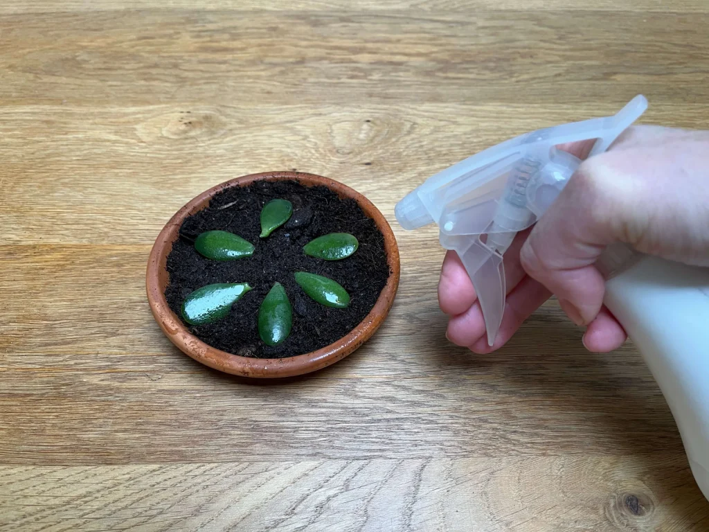 Bladstekjes worden besproeid met een watersproeier in de hand