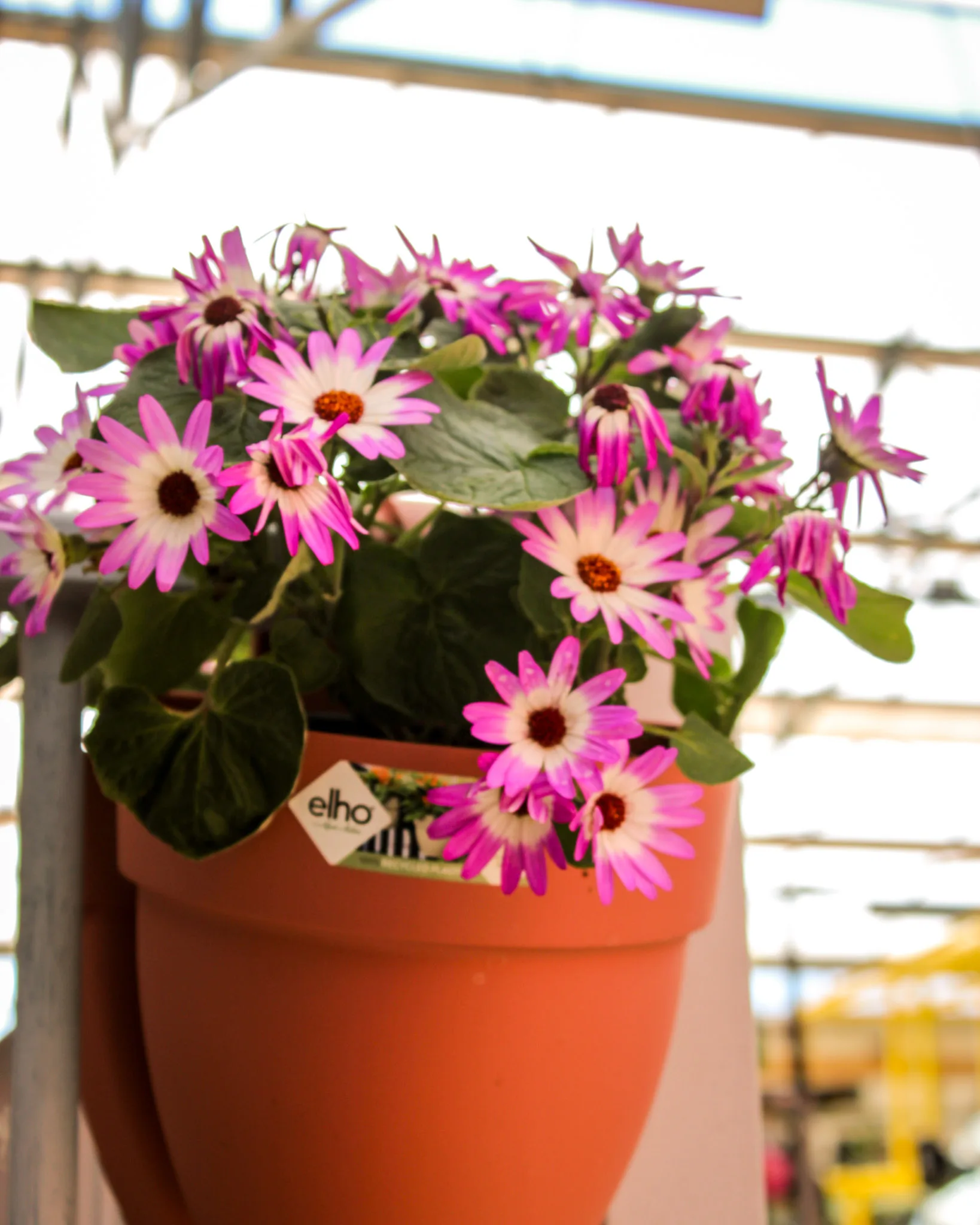 oranje balkonbak is gevuld met een plant met allerlei roze bloemen