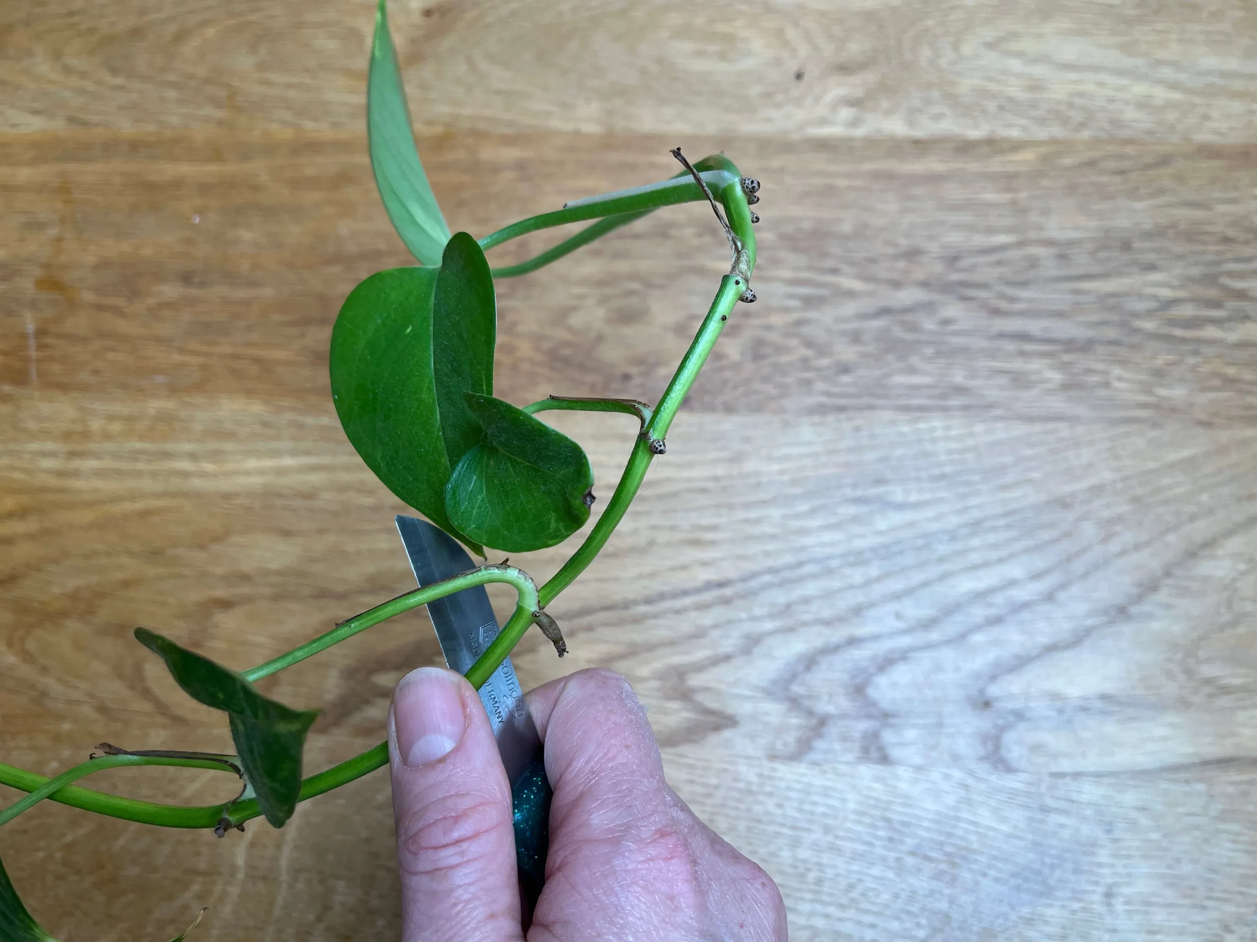 Een stengel van een epipremnum wordt met een mesje in stukken gesneden om meer stengelstekjes te maken