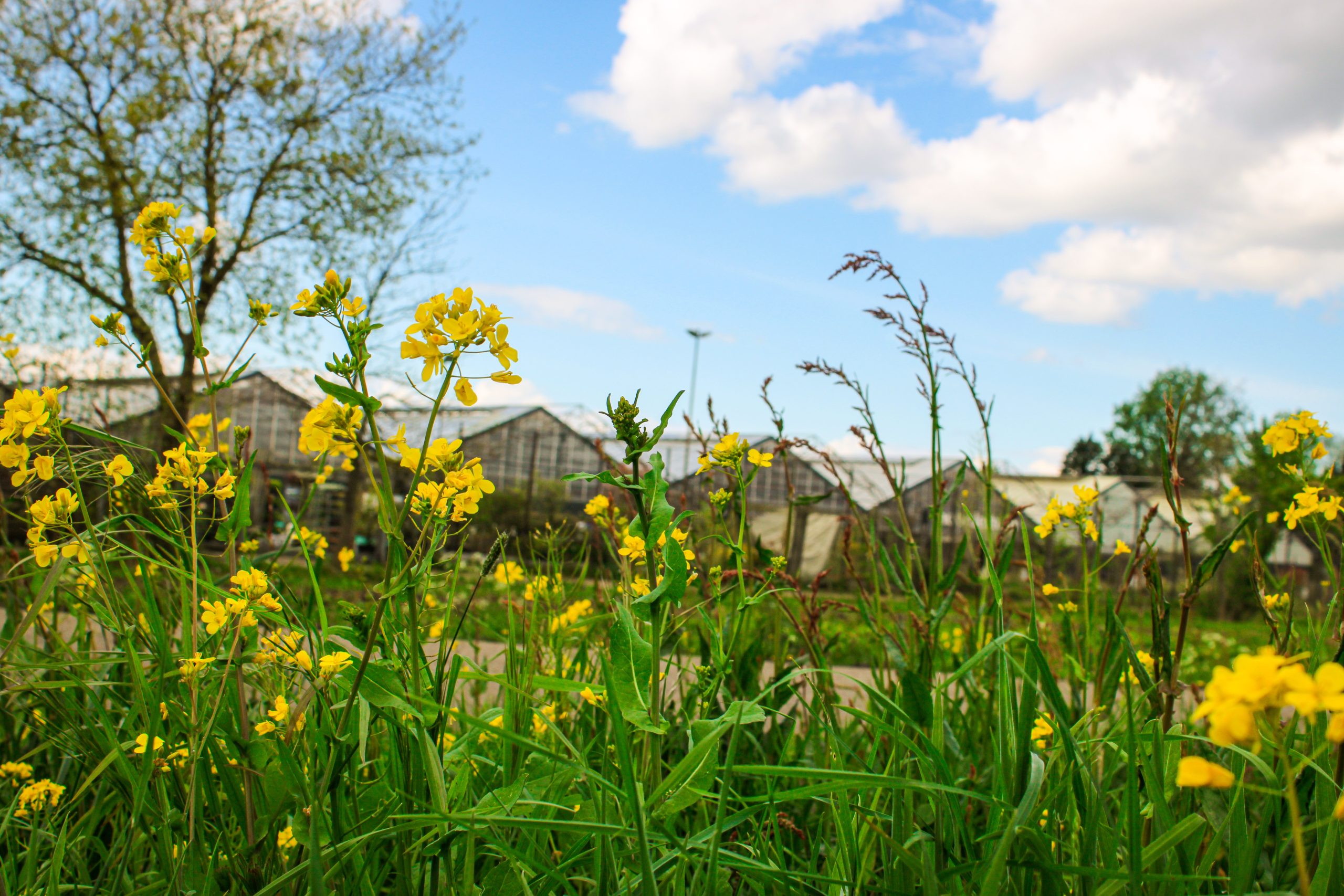 Diverse wilde bloemen en ongemaaid gras in een stadslandschap met tuincentrum Steck en kassen op de achtergrond, onder een blauwe hemel met witte wolken in Utrecht Overvecht.