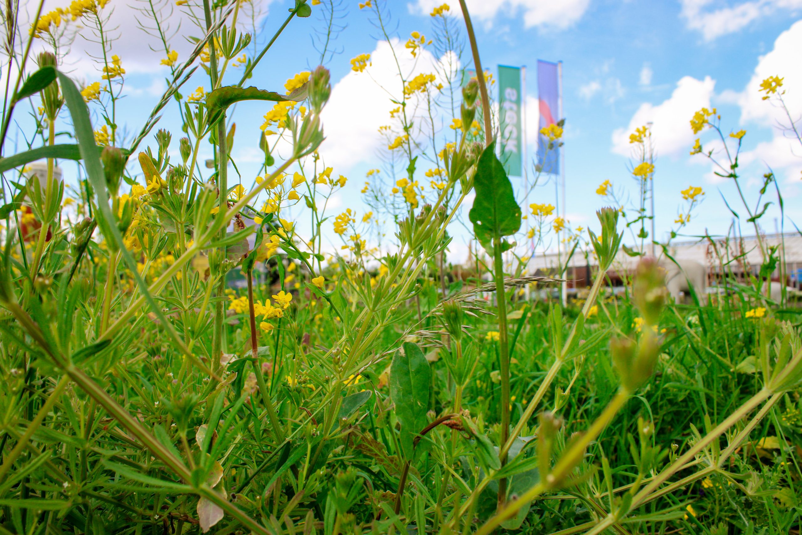 Blik door een veld van wilde gele bloemen en groene grassen naar tuincentrum Steck, met een serie vlaggen die wapperen tegen een heldere hemel in Utrecht Overvecht.