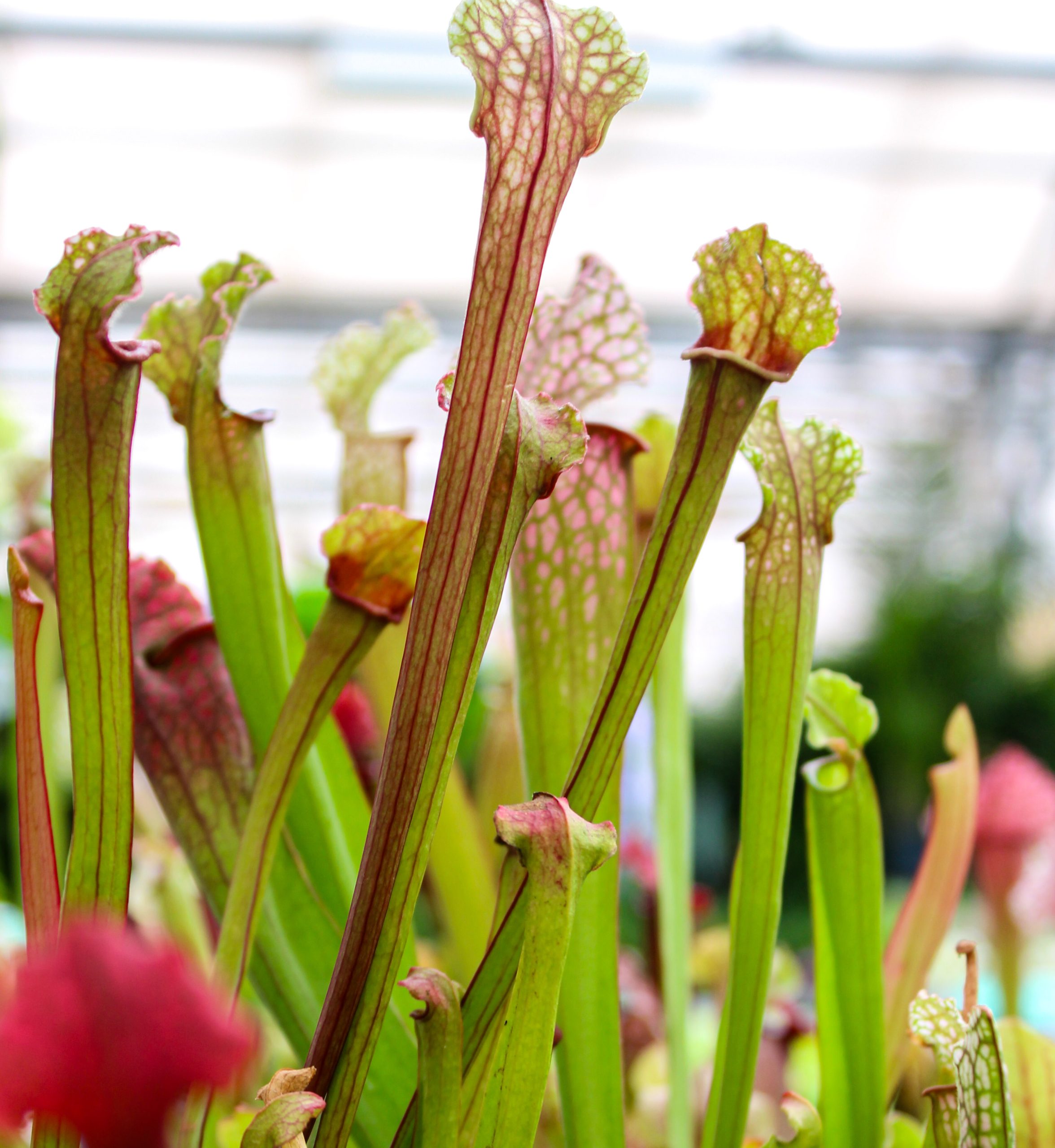 Sarracenia, de trompetbekerplant, met kenmerkende trechtervormige bladeren die zich verticaal uitstrekken en verschillende patronen en kleuringen vertonen. De planten staan in tuincentrum Steck in Utrecht Overvecht