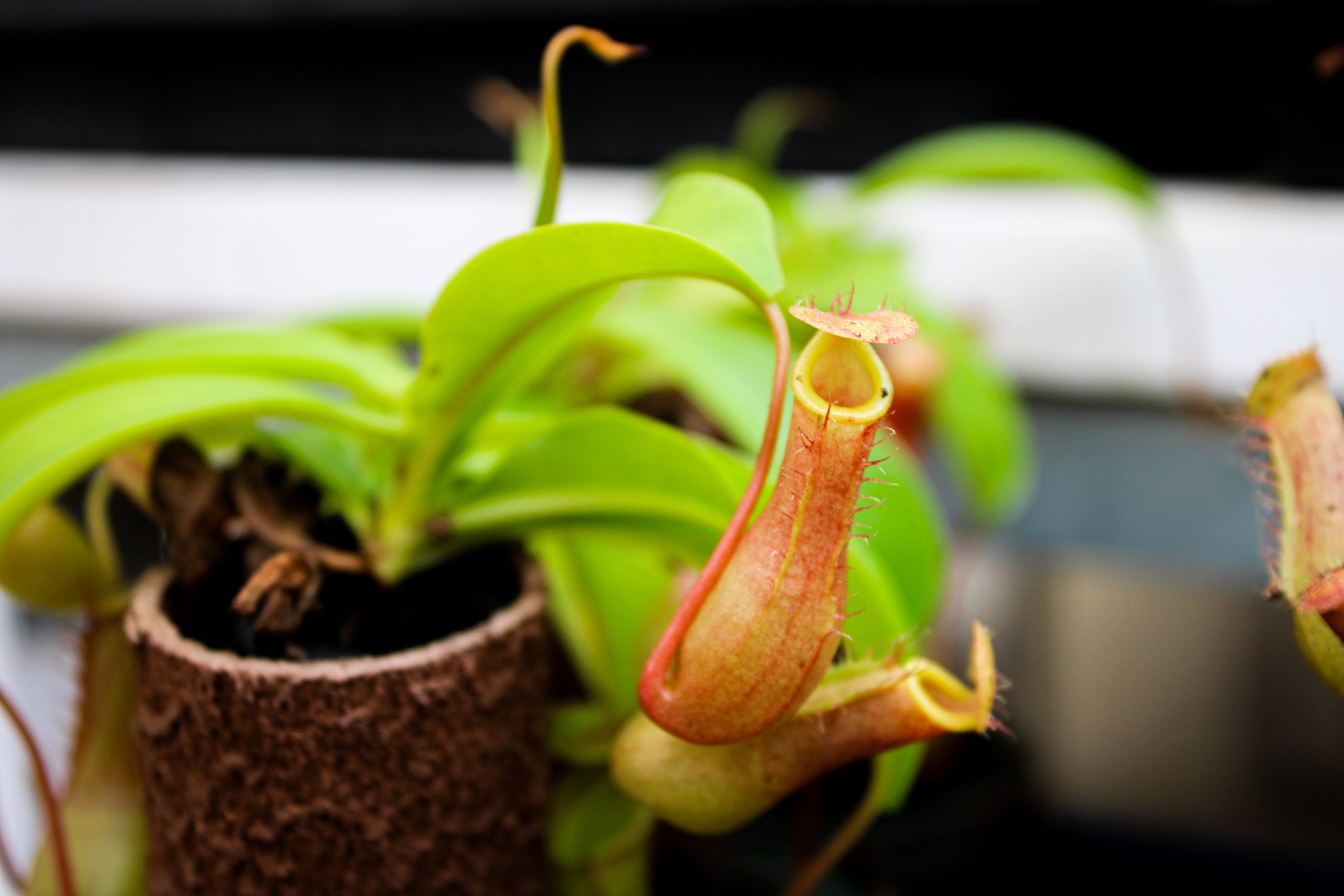 Nepenthes, ook bekend als de bekerplant, met hangende 'beker' bladeren die meestal gevuld zijn met een vloeistof die dient om prooien te vangen en te verteren. De plant staat in tuincentrum Steck in Utrecht Overvecht