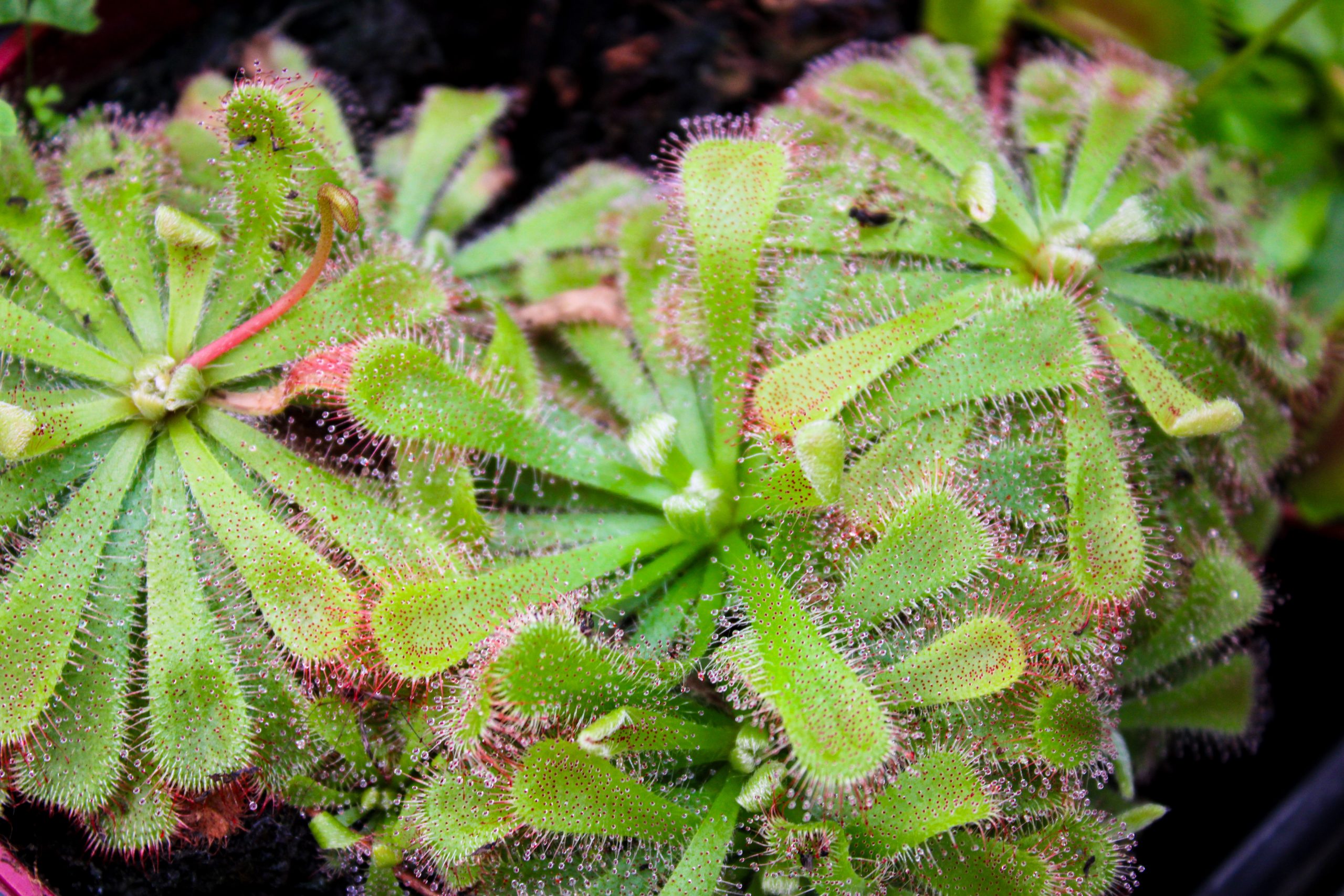 Zonnedauwplanten met zichtbare groene rozetten en vele kleverige tentakels. De plant heeft al wat insecten gevangen en staat in het tuincentrum Steck in Utrecht Overvecht