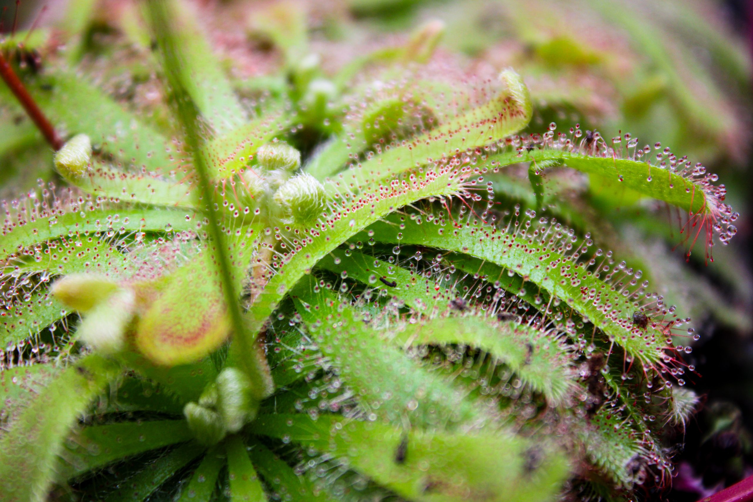 Zonnedauwplanten met zichtbare groene rozetten en vele kleverige tentakels. De plant heeft al wat insecten gevangen en staat in het tuincentrum Steck in Utrecht Overvecht