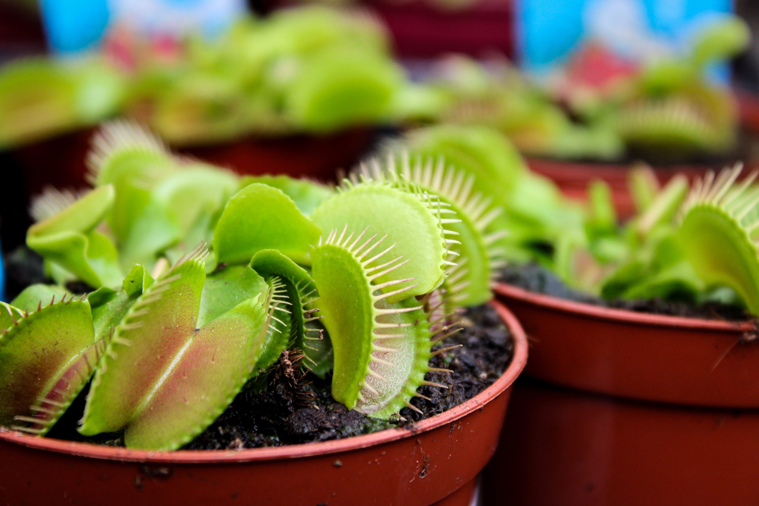 een groep Venusvliegenvallen (Dionaea muscipula) in bloempotten. De planten hebben open 'val' bladeren met stekelige randen, typisch voor deze soort, klaar om onwetende prooien te vangen. De planten staan in tuincentrum Steck in Utrecht Overvecht