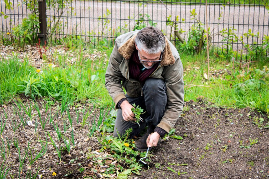 Een vrijwilliger, gehurkt en tuinierend, wiedt onkruid in de Voedseltuin Overvecht met een focus op het zorgvuldig onderhouden van het gewas.