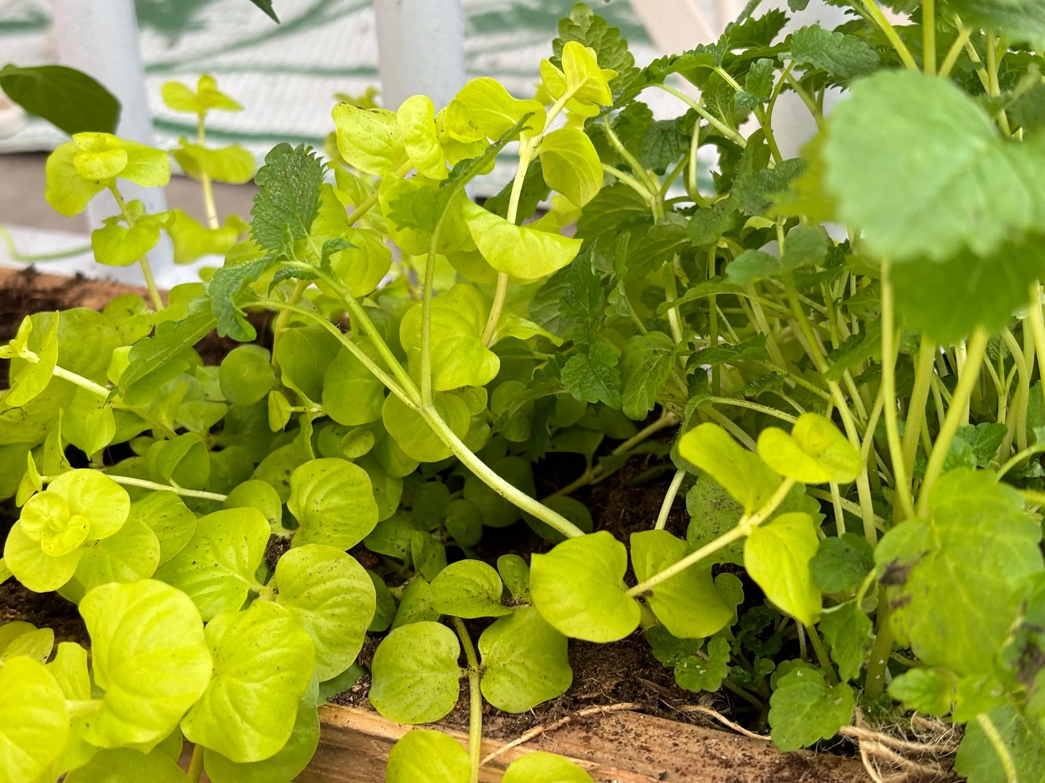 Close-up van lichtgroene kruipende Jenny en citroenmelisse planten in een moestuinbak gemaakt van een pallet op een balkon, benadrukkend stadslandbouw en groen wonen.