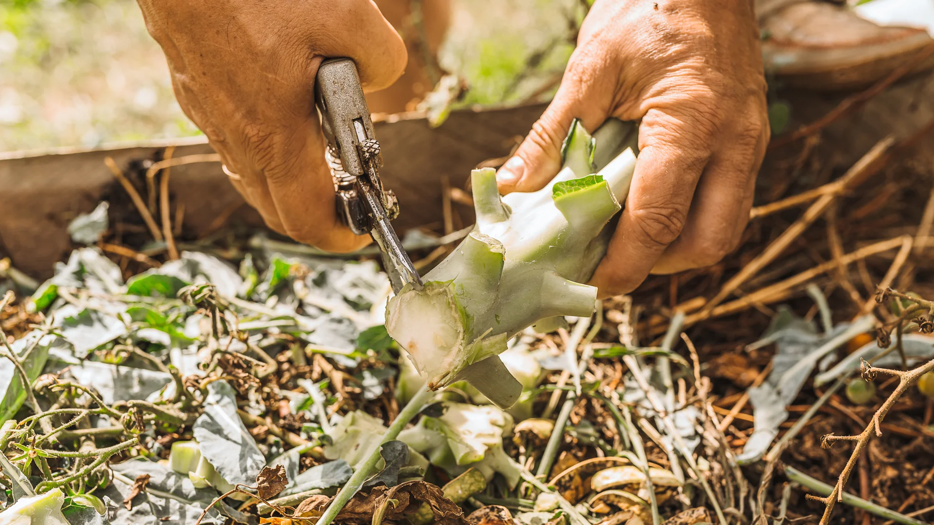 Met een tuinschaar wordt de stronk van een broccoli geknipt boven een compostbak, om te laten composteren en zelf compost te maken van groen en bruin afval