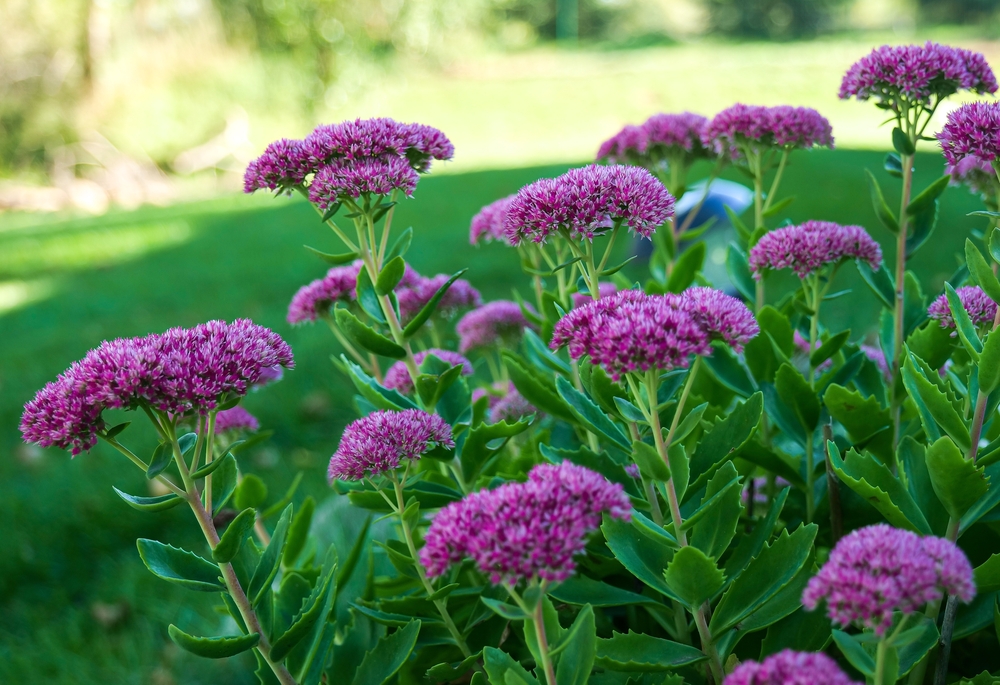 Roze bloemen van de Hemelsleutel (Sedum spectabile) in bloei in een tuin tegen een groene achtergrond.