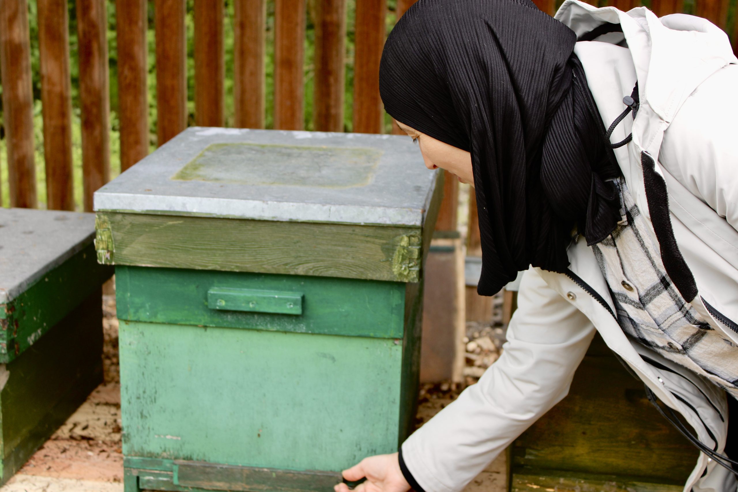 Imker Rabia opent een bijenkast om het bijenvolk los te laten in hun nieuwe thuis bij Steck Utrecht