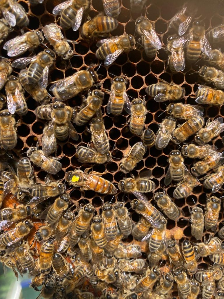 Een zwerm bijen zit op een bijenraat