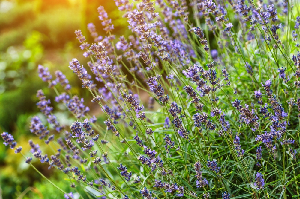 Bloeiende lavendelplanten (Lavandula) met paarse bloemen in de zon, in een groene tuinomgeving.