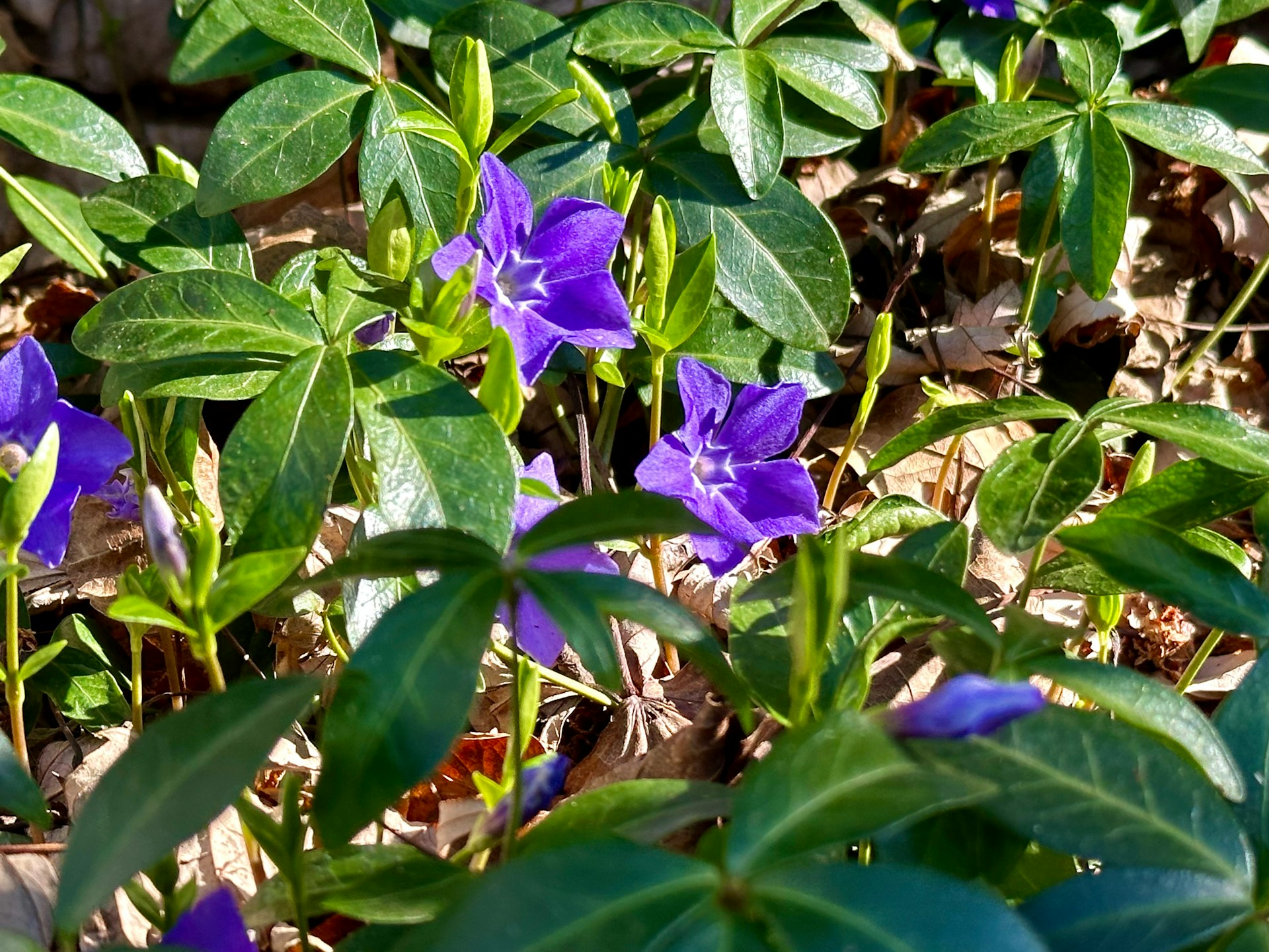 Paarsblauwe bloemen van de Maagdenpalm (Vinca minor) tussen groene bladeren en gevallen bladeren op de grond.