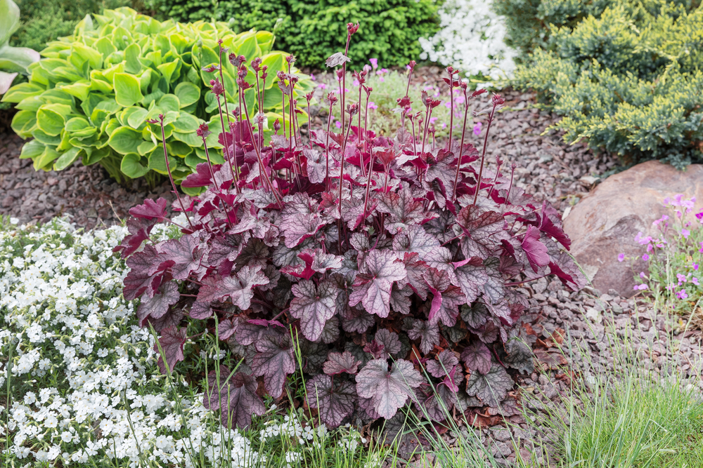 Een volle struik Purperklokje (Heuchera) met donkerrode bladeren en bloeiende stengels in een tuin.