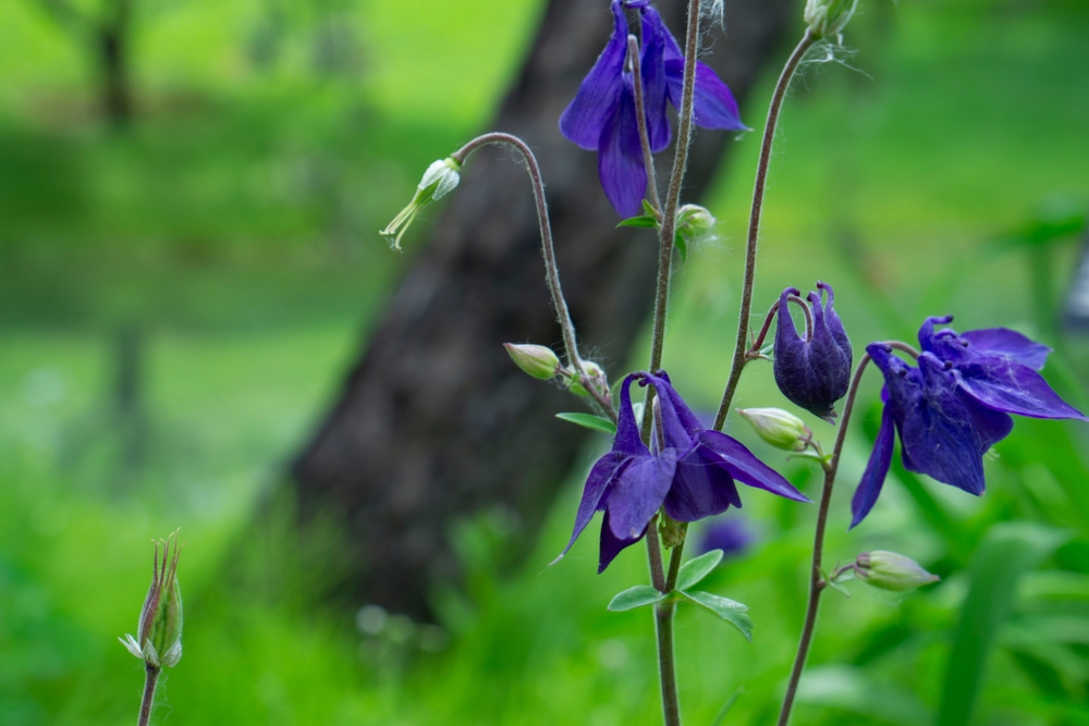 Paarse bloemen van de Wilde Akelei (Aquilegia vulgaris) in een groene tuinomgeving.