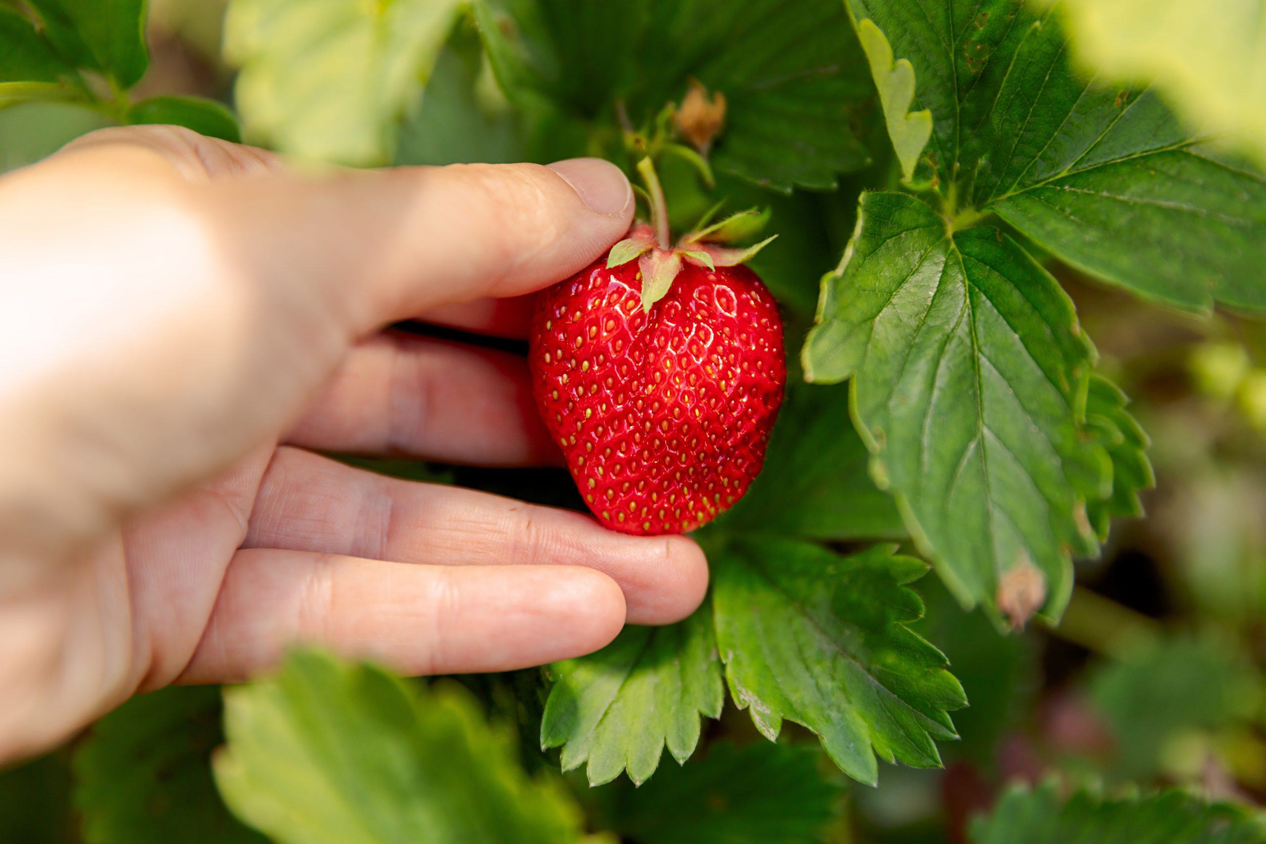 Een hand plukt een rijpe aardbei van een aardbeienplant