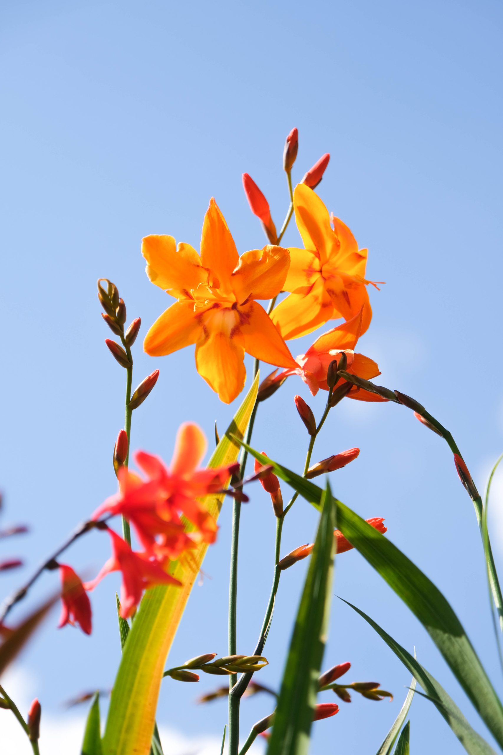 Close-up van feloranje bloemen tegen een heldere blauwe hemel. De bloemen staan trots op lange stelen, omringd door groene bladeren en enkele rode bloemknoppen die nog moeten uitkomen. De kleuren van de bloemen contrasteren mooi met de lucht, wat een levendig en zomers gevoel geeft.