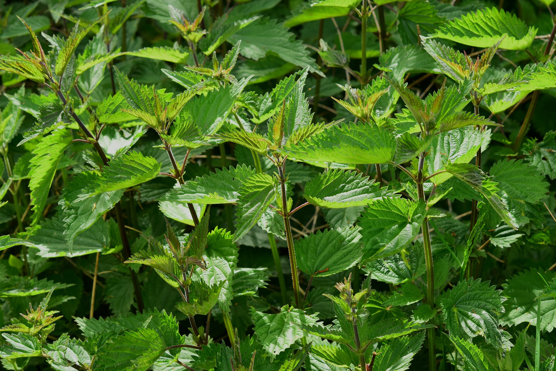 Een dichtbegroeid veld met brandnetels. De groene bladeren hebben getande randen en zijn bedekt met fijne haartjes die kunnen prikken bij aanraking. De brandnetels staan dicht op elkaar en creëren een weelderige groene massa.