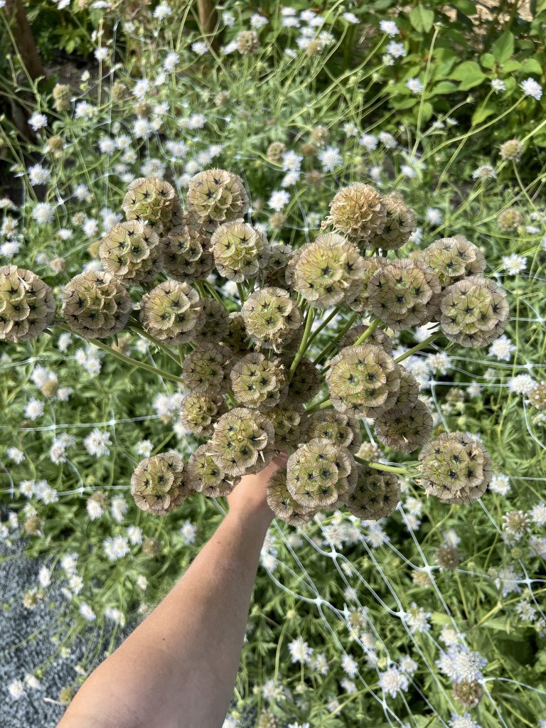 Een hand die een grote bos gedroogde bloemen omhoog houdt, omringd door groen en bloeiende planten. De achtergrond bestaat uit een overvloed aan witte bloemen en bladeren.