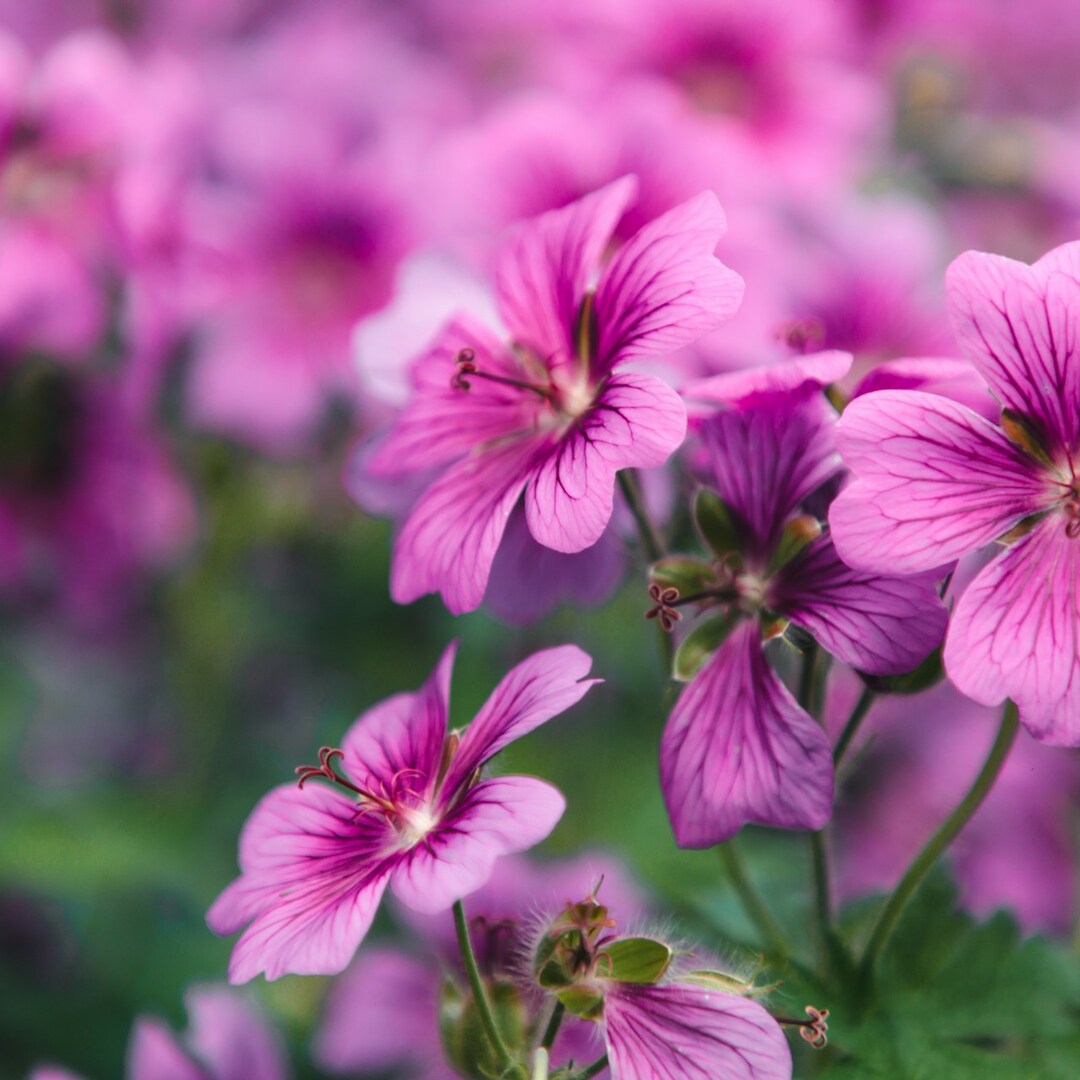 Bloeiende geranium plant, met allerlei fel roze bloemen