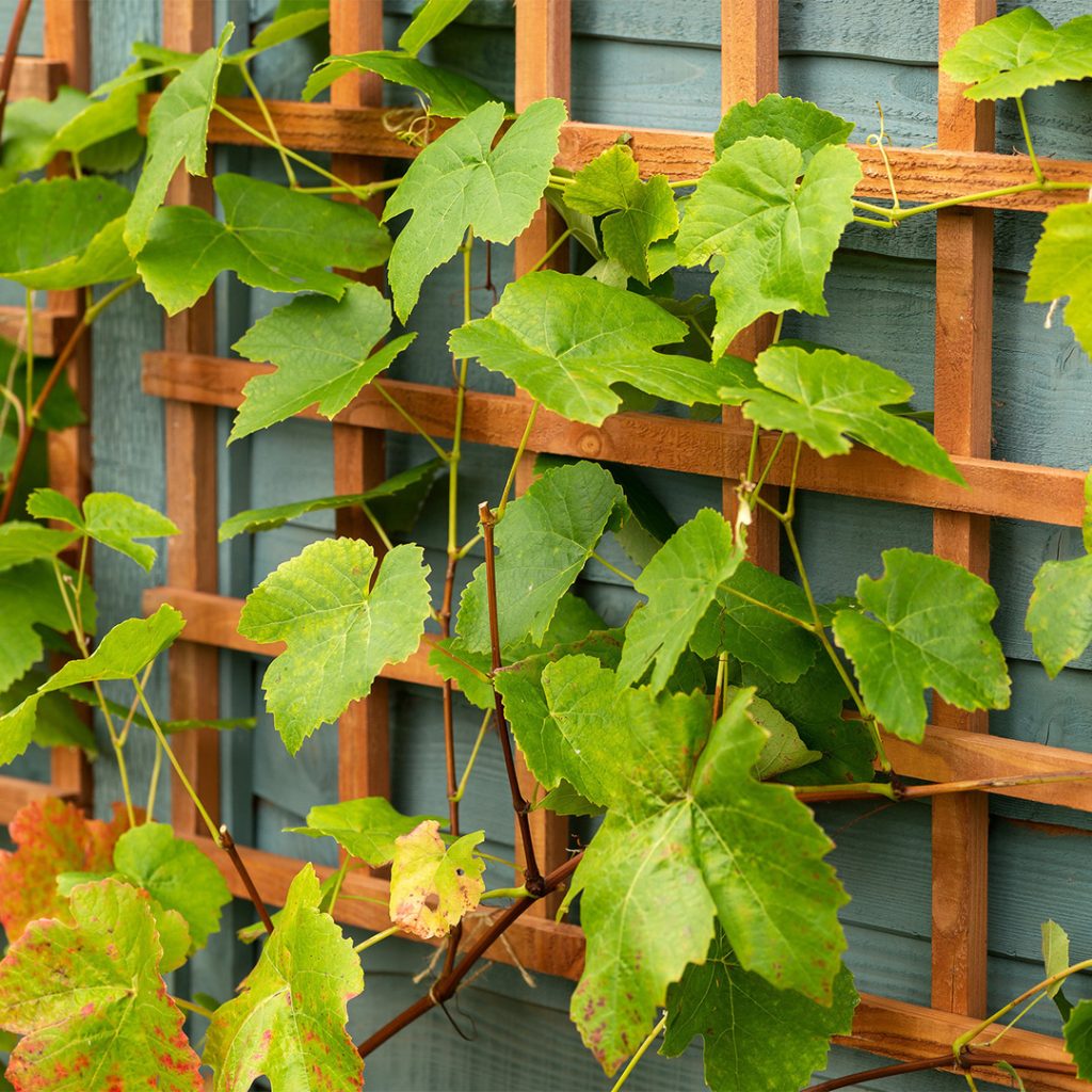 Een persoon is bezig met het vastzetten van hoge planten en klimplanten tegen een ondersteunende structuur in de tuin. Ze gebruiken touw of bindmateriaal om de planten stevig te bevestigen aan een trellis of stok. De omgeving toont een weelderige tuin met diverse groenblijvende planten en bloemen. Het zonlicht schijnt door de bladeren, wat zorgt voor een levendige en natuurlijke sfeer.