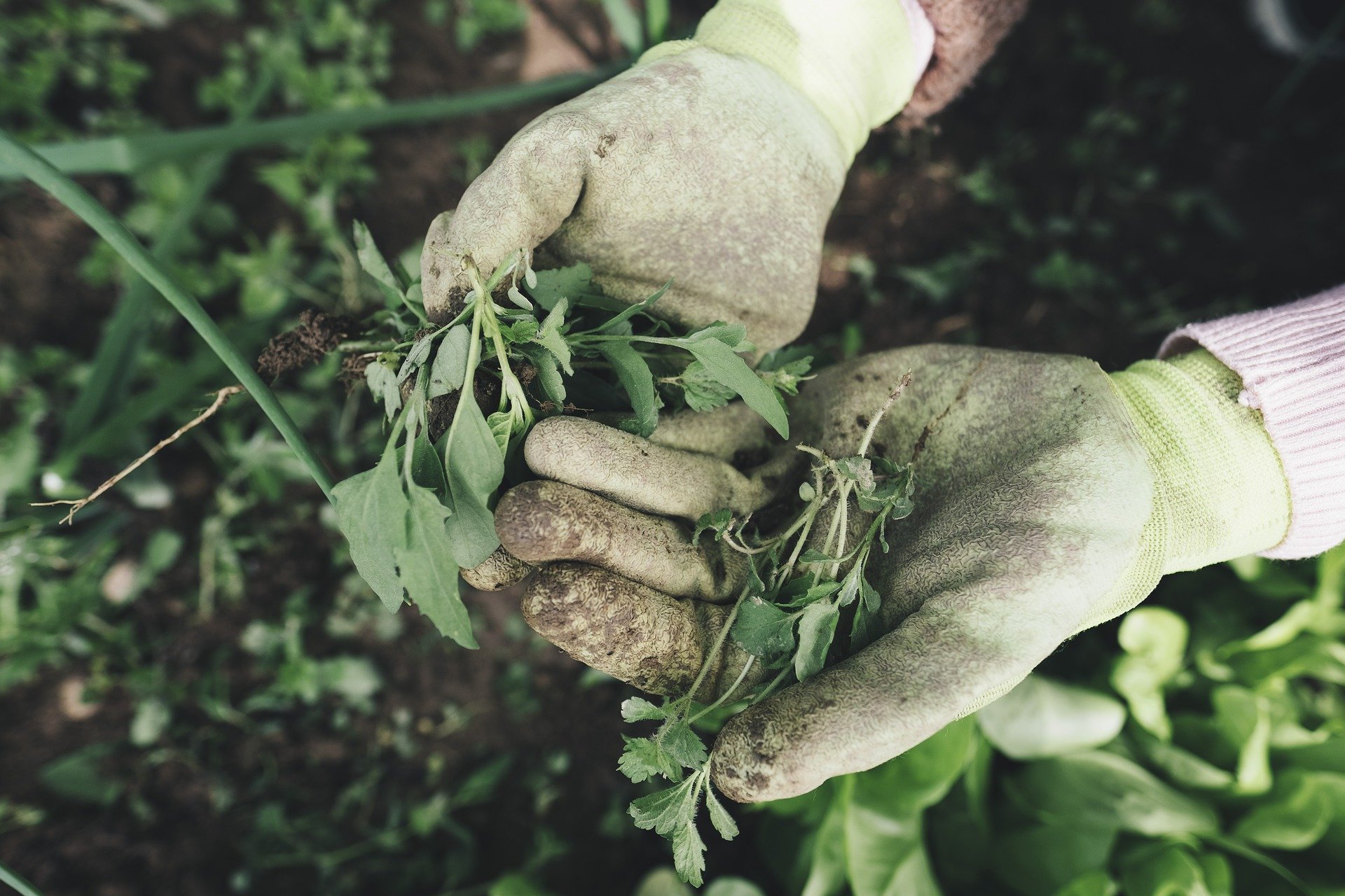 Twee met vuil bedekte handen in tuinwerkhandschoenen houden een bos onkruid vast. De achtergrond toont een tuin met verschillende groene planten. De handen en handschoenen zijn duidelijk gebruikt en geven een indruk van hard werken in de tuin.