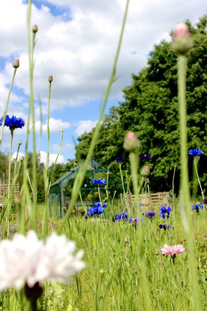 De pluktuin Glitter Gladiool in bloei, met kleurrijke bloemen zoals korenbloemen en een witte bloem op de voorgrond. In de verte staat een groene kas en weelderige bomen tegen een heldere blauwe lucht met enkele witte wolken