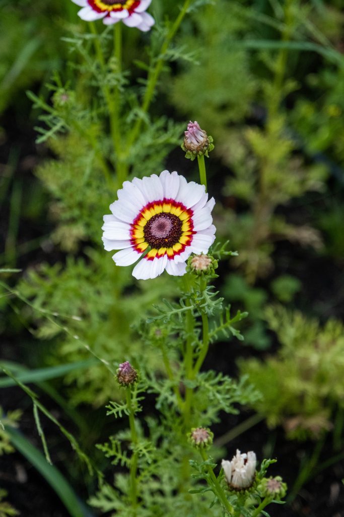 Een close-up van een kleurrijke bloem met witte bloemblaadjes en een opvallend geel en rood patroon in het midden, in pluktuin Glitter Gladiool bij Steck Utrecht. De bloem staat op een dunne steel, omgeven door fijn gevederde groene bladeren. Andere bloemen en knoppen zijn zichtbaar op de achtergrond, maar de focus ligt op deze enkele bloem die zich opent naar de lucht.